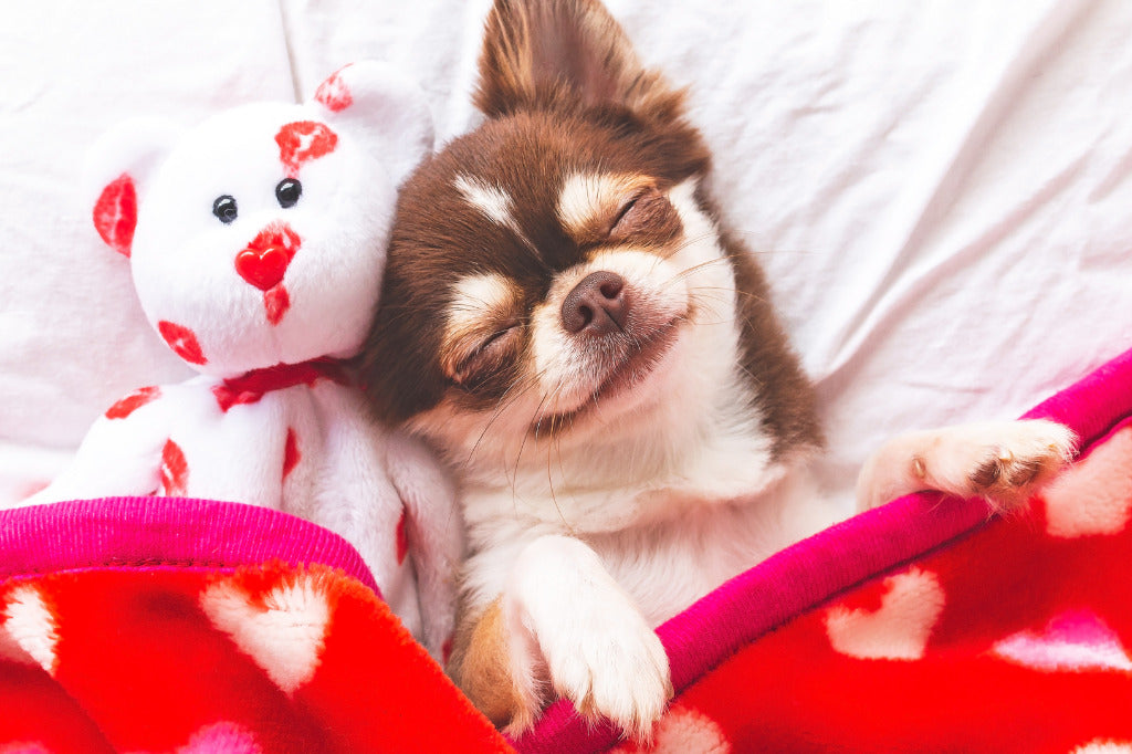 Little dog happily sleeping with stuffed bear