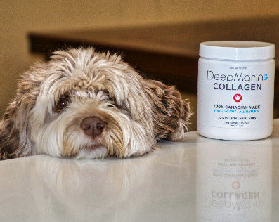 Free frother with purchase of 100% Pure, Canadian-Made Marine Collagen Peptides – 120 Day Supply